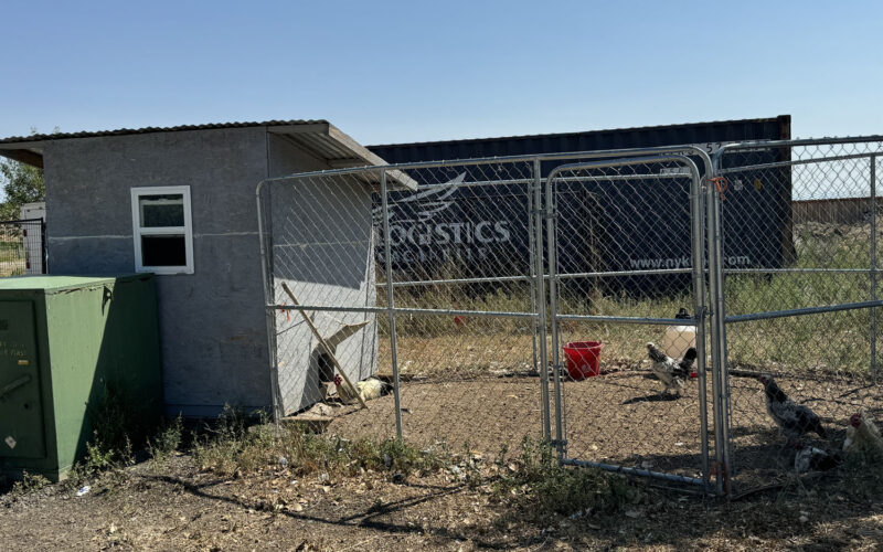 253 e pavillion chicken coop