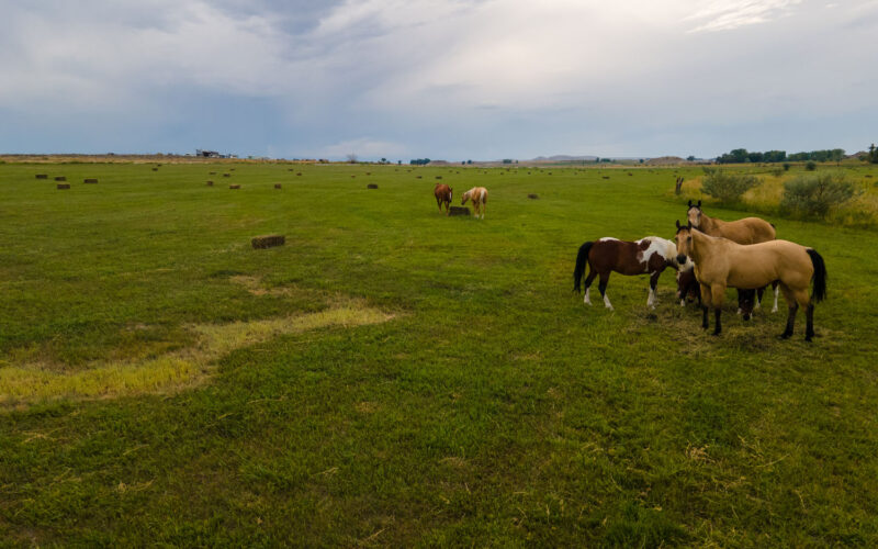 253 e pavillion pasture with horses